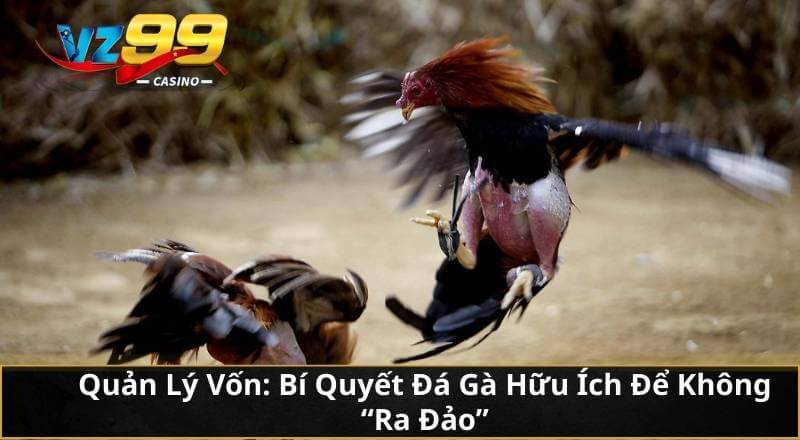 Bí Quyết Đá Gà VZ99: Bách Chiến Bách Thắng Cho Kê Thủ 2026 6 Quản Lý Vốn: Bí Quyết Đá Gà Hữu Ích Để Không "Ra Đảo"